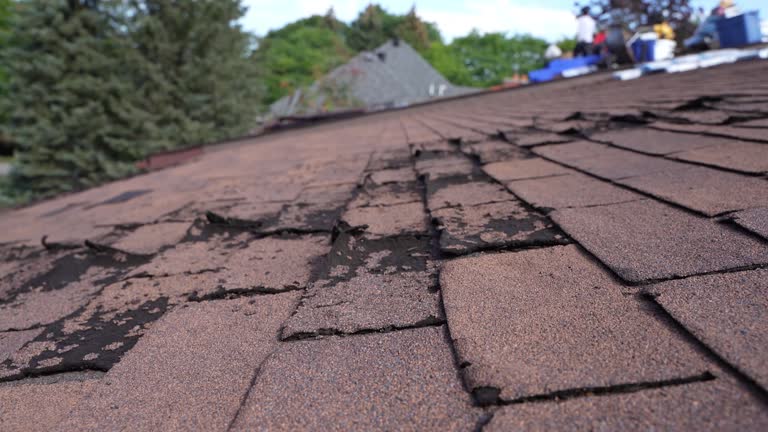 Best Roof Moss and Algae Removal  in Walnut Cove, NC